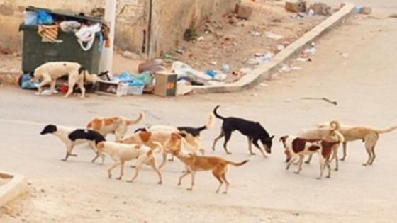 فضيع جدا : الكلاب الضالة تنهش جسد ثمانيني حتى الموت نواحي زاكورة