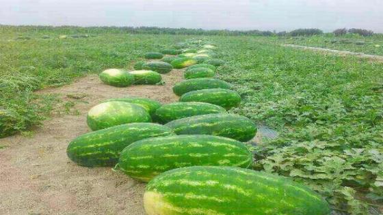 قرار وزاري مشترك يوقف الدعم المالي لزراعات تستنزف المخزون المائي .