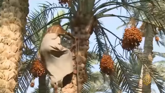 تسلق النخل مهنة شاقة