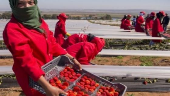 المغرب يسهر على سلامة “عاملات الفراولة” بتنسيق مع الإسبان .
