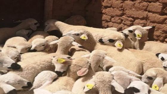 انطلاق عملية ترقيم الأغنام لعيد الأضحى .