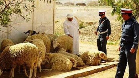 تارودانت: إبن ضمن عصابة سرقت ماشية أبيه الكساب ضواحي أولاد تايمة .