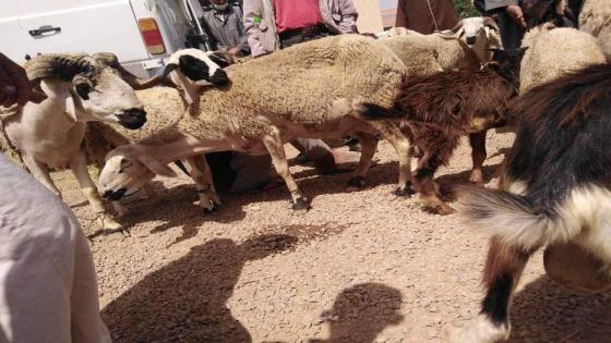 أسعار الأضاحي بسوق الأحد بأولاد دحو تلهب جيوب المواطنين.
