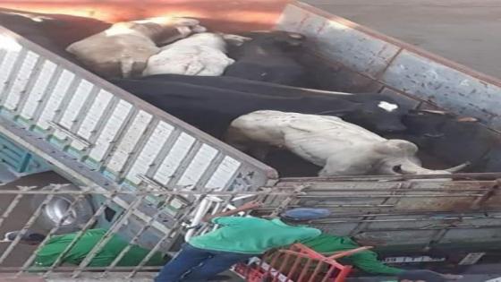 جاموس أو بقر؟؟ !! سؤال حير رواد التواصل الاجتماعي حول ” بقر البرازيل”.