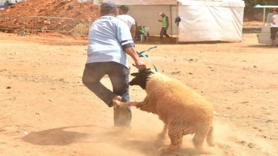 توزيع “أضاحي العيد الكبير” على فئات هشة بأكادير