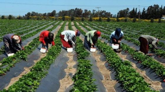 اشتوكة : عاملات الزراعة في رمضان … التحرش “يغيب” والمعاناة تستمر