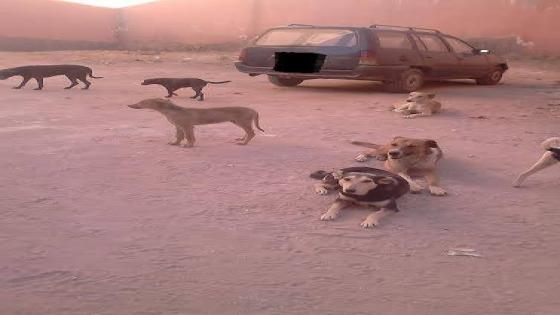 أيت باها : الكلاب الضالة تعربد حرة طليقة !!!