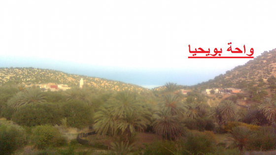 واحة تامزركوت : اشجار نخيل دون تمور حكم عليها أن تموت وهي واقفة.
