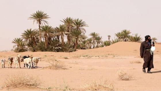الداخلية : الجفاف يفاقم “صدام الرحل” في سوس .. والمراقبة اليومية جارية .