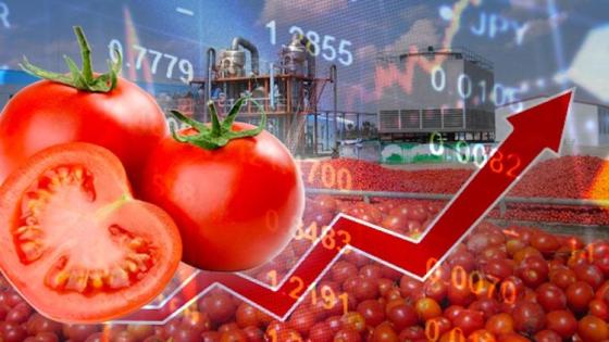 أسعار الطماطم تُحلق عاليا من جديد…