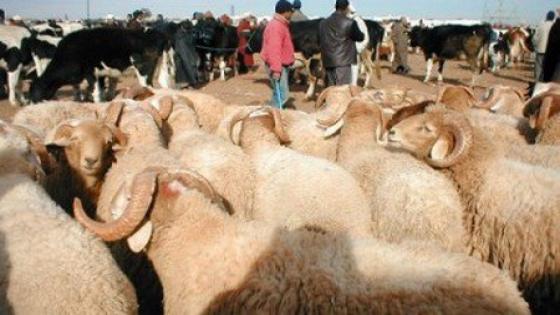 أكادير : غليان في سعر الأضاحي بسبب تحرير أجور الموظفين