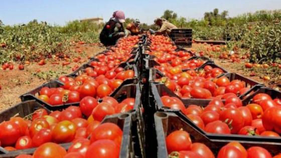 وزيرة الاقتصاد ..ارتفاع سعر الطماطم في الأسواق يعود إلى الظروف المناخية .